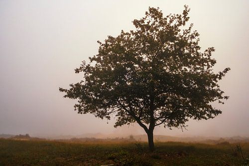 Eenzame eik in de mist op de heide