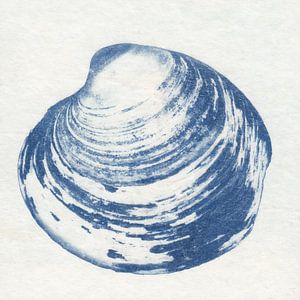 Islandmuschel