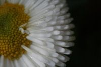 Daisy!