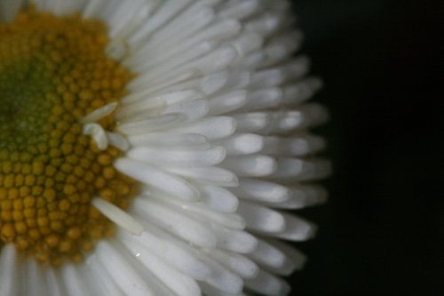 Daisy! by Joanna van Schoor
