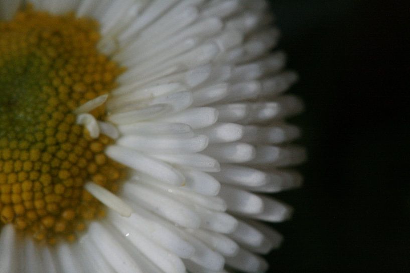 Daisy! by Joanna van Schoor