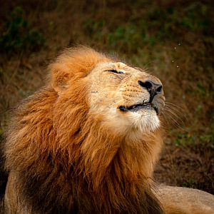 Male African Lion Grimacing and Shaking His Head