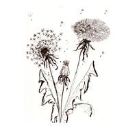 Ink drawing dandelion