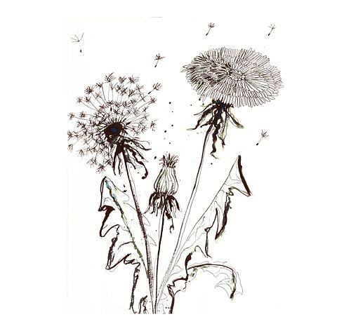 Inkttekekening paardenbloem
