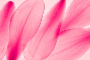Magnolie Blütenblätter Abstraktion Makro  pink von Dieter Walther