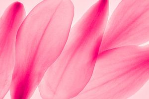 Magnolie Blütenblätter Abstraktion Makro  pink