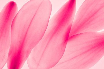 Magonia bloemblaadjes abstractie macro roze van Dieter Walther