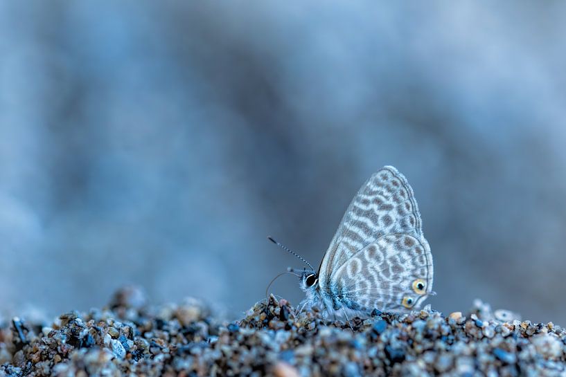 Small tiger blue by Mariëro Fotografie