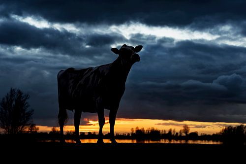 Kuh bei Sonnenuntergang