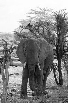 Éléphant dans la nature sur Maurice van Dalfsen