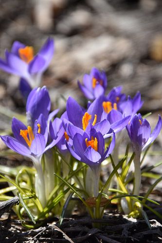 Cuckold bloemen in de tuin