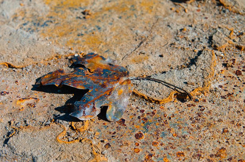 Rusty leaf I van LYSVIK PHOTOS