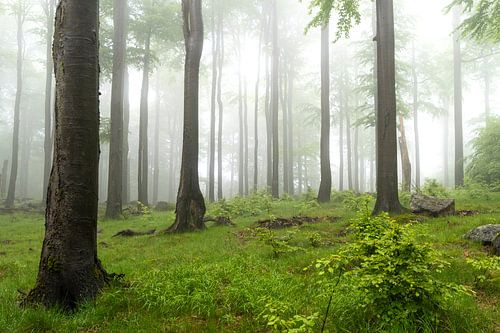 Beukenbos met mist