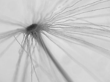 Macro photographie | vessie-fleur sur BySietske