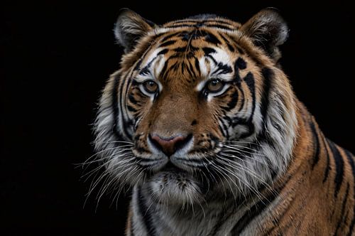 Portret van tijger met intense blik