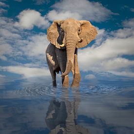 Portrait of an African elephant (Loxodonta africana) in close-up against a background of blue sky with clouds by Chris Stenger