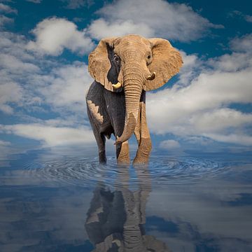 Portret van een Afrikaanse olifant (Loxodonta africana) in close-up tegen een achtergrond van blauwe lucht met wolken