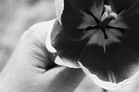 vasthoudende tulp von iris doff Miniaturansicht
