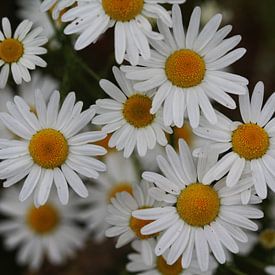 Close up of Oxeye daisy (Chrysanthemum leucanthemum) sur michael meijer