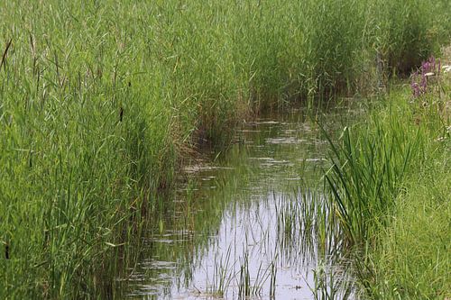 Parc de fossé Lingezegen