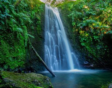 Dschungel Wasserfall von Gideon Gerard