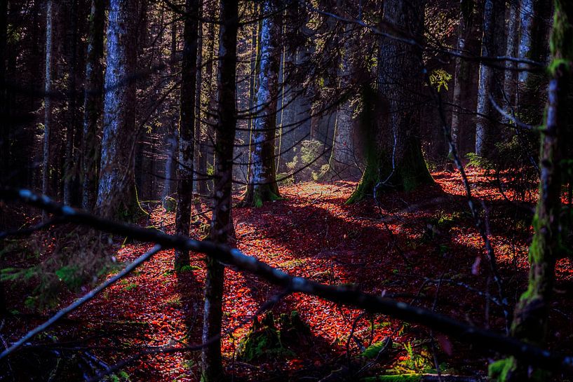Clairière de forêt par Thomas Heitz