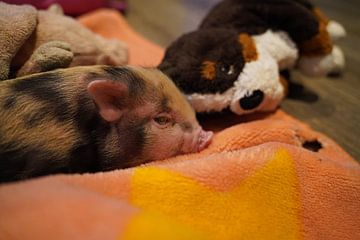 pied mini piglet in hand breeding by Babetts Bildergalerie