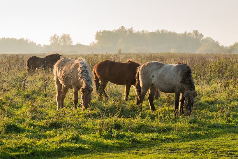 Islandpferde auf der Weide in der Mittagssonne von Ruud Morijn