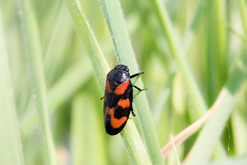 Bloodcicada by Antoine Deleij