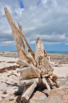 Aangespoeld kunstwerk op Bonaire  van Myrthe Visser-Wind