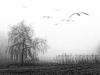 Mystical mist