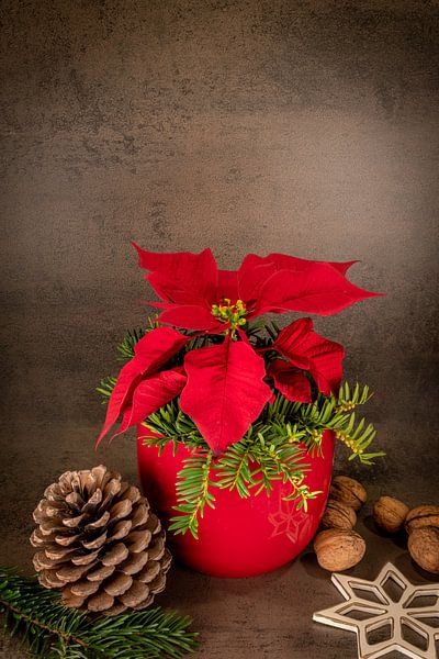 Poinsettia in a red pot stands against a gray background, decorated with pine cones and a straw star by Hans-Jürgen Janda
