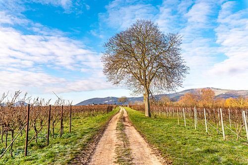 Arbre dans le champ