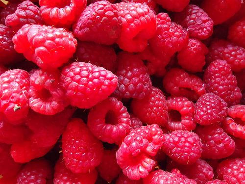 Versgeplukte frambozen