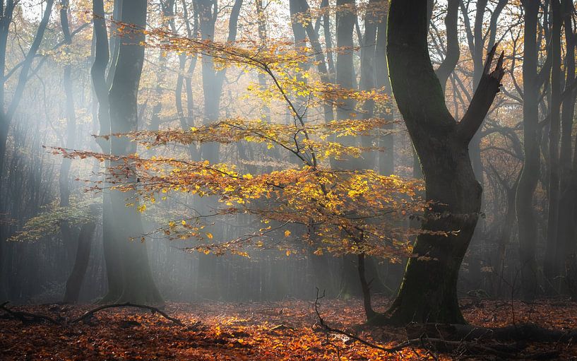 Automne par Jeroen Linnenkamp