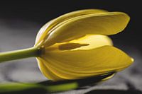 Leuchtende Tulpe