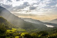 Theeplantages Sri Lanka  met zonnestralen