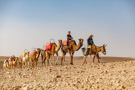 Kamele in der Agafay-Wüste in Marokko von Ron van der Stappen