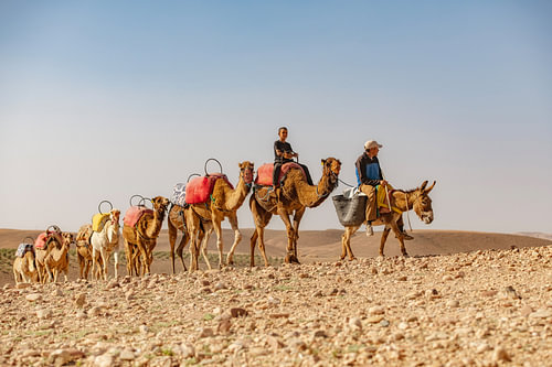 Camels in the Agafay Desert, Morocco