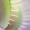 Dionaea's smile van Alessia Peviani
