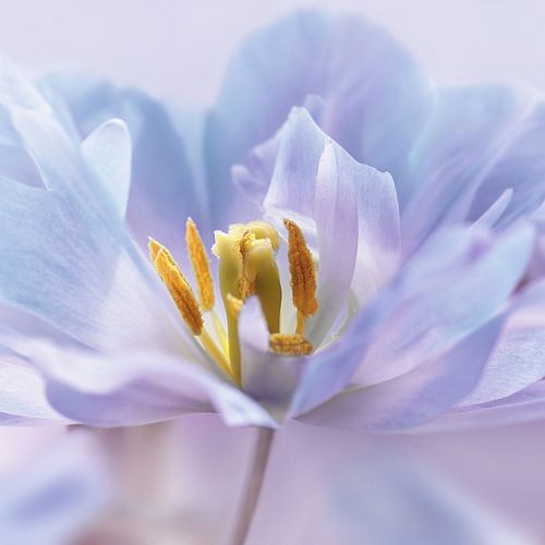 Tulp