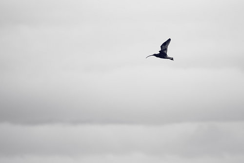 Freier Flug