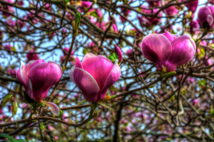 Nature morte aux fleurs de magnolia par Edgar Schermaul