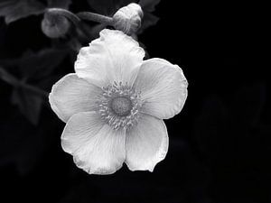 Weiße Schönheit (Weiße Anemone)
