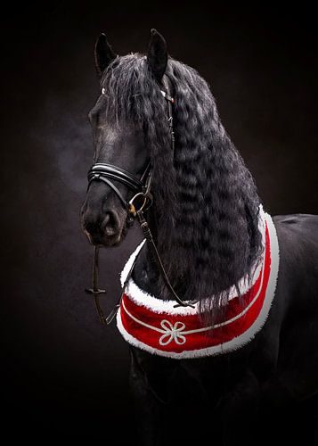 Fries paard op een donkere achtergrond met een rode sjerp