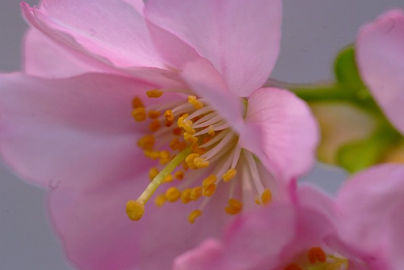 Bloesem. Hanami. Cherry Blossom.  004. by George Ino