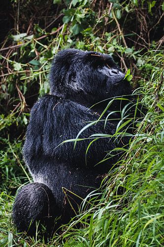 Gorilla’s van Mgahinga – Oog in oog met de reuzen van het woud