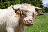 Blonde Schotse hooglander op de Col rodela in Val di Fassa, Italie van Marit Lindberg thumbnail