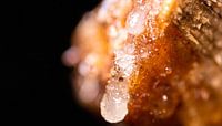 Boomsap macro shot (verticaal)