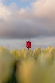 Yellow tulip with one red!